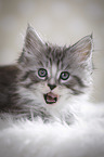 yawning kitten