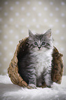 sitting Maine Coon Kitten