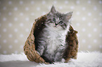 sitting Maine Coon Kitten