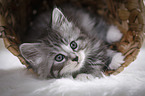 lying Maine Coon