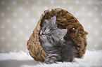 Maine Coon Kitten