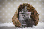 sitting Maine Coon Kitten