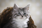 Maine Coon Kitten Portrait