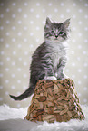 sitting Maine Coon Kitten