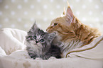 lying Maine Coon