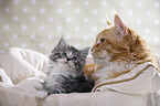 lying Maine Coon