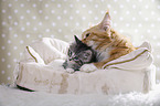 lying Maine Coon