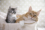 lying Maine Coon