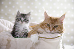 lying Maine Coon