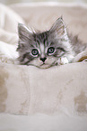 lying Maine Coon