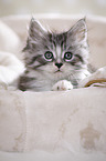 Maine Coon Kitten