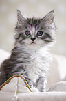 Maine Coon Kitten