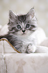 Maine Coon Kitten