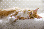 lying Maine Coon