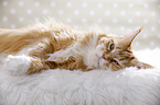 lying Maine Coon