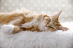 lying Maine Coon