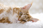 lying Maine Coon