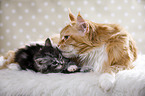 lying Maine Coon