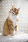 mewing Maine Coon