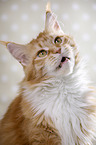 mewing Maine Coon