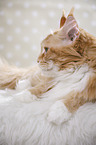 lying Maine Coon