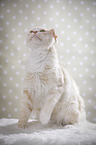 sitting Maine Coon