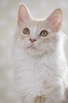 Maine Coon Portrait