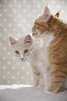 Maine Coon