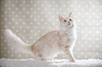 standing Maine Coon