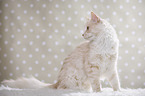 sitting Maine Coon