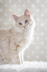 sitting Maine Coon