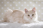 lying Maine Coon