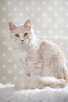 sitting Maine Coon
