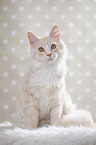 sitting Maine Coon