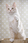standing Maine Coon