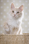 Maine Coon