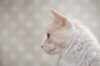 Maine Coon Portrait