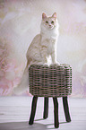 sitting Maine Coon