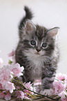 sitting Maine Coon Kitten