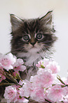 Maine Coon Kitten Portrait