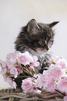 Maine Coon Kitten