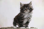 sitting Maine Coon Kitten