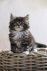 sitting Maine Coon Kitten