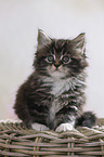 sitting Maine Coon Kitten
