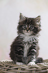 sitting Maine Coon Kitten