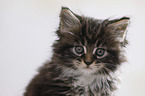 Maine Coon Kitten Portrait