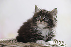 lying Maine Coon