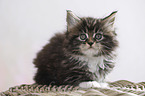 lying Maine Coon