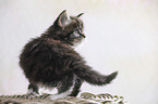 Maine Coon Kitten