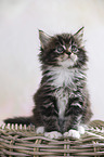 sitting Maine Coon Kitten